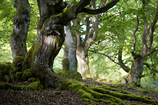 IL CANTO DEGLI ALBERI